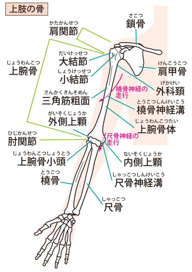 上肢の図